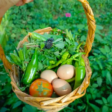 Hotel Linatreehouse Mugla